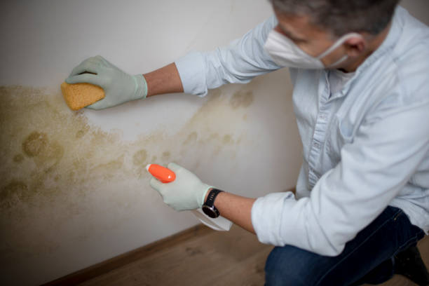 Best Kitchen Mold Remediation in Browntown, PA